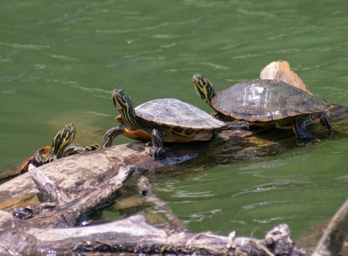 Eastern River Cooter(Pseudemys C. Concinna), Family Emydidae, Eastern US