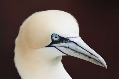 Northern Gannet (Sula bassana) &gt;&gt;by Ronal Groenendijk