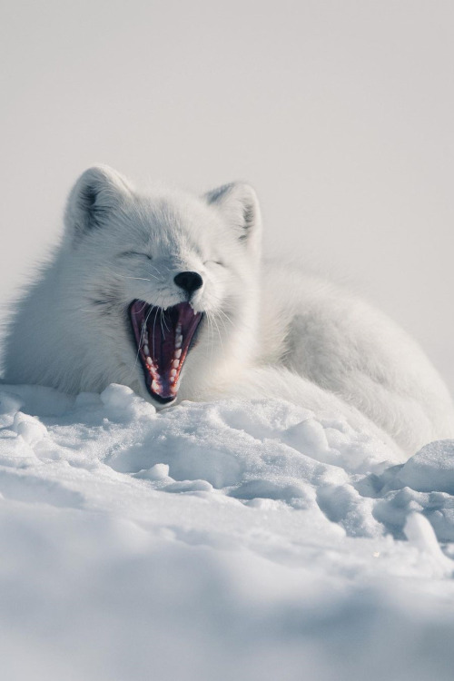 lsleofskye:A white arctic fox yawning in the Lapland’s wilderness (Sweden) | kpunkka