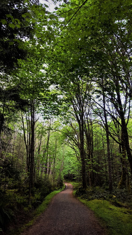 alfalfa67:  Incline run at the sanctuary. Morrell Sanctuary, Vancouver Island, Canada