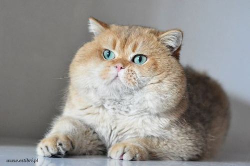 scottishstraight: Handsome chubby cat! © “EstiBri PL” cattery @foolishandfurious We