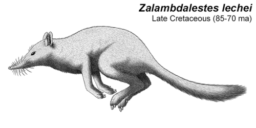 alphynix:Month of Mesozoic Mammals #28: Hop To ItZalambdalestesLiving during the Late Cretaceous of 