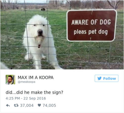 sensationalsparrow: wwinterweb: The Best Dog Tweets of 2016 (see 30 more) That last one…