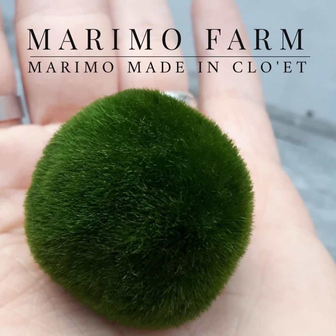 Lavare il marimo e il suo barattolo, come fare? - CloeT