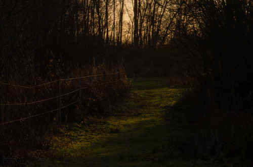 jolenecornelis:Rijtmeersen nature reserve, Nederename, East-Flanders, Belgium 2017by Jolien Cor