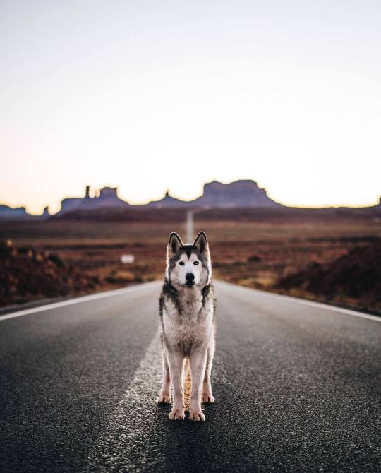 Meet Loki the Wolfdog and his friends.