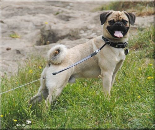 caboodlederps:biwillow:foxinu:perfectdogs:Retro pugs. This is a recreation of the original pug. They
