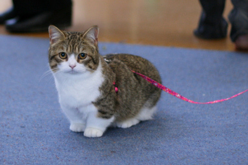 alexkisu:  ferdisanerd:  Munchkin cats… the Corgis of the cat world.  NEED ONE