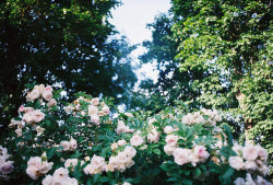 voiris:doge rose by Liis Klammer on Flickr.