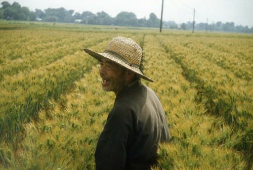 Japanese farmers, 1950s