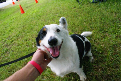 fenrisandrockythevallhunds:  Cardigan appreciation post, from Corgi Celebration 2013! 