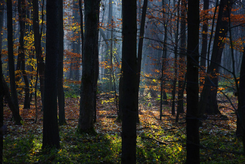 colored forest by eLKayPics on Flickr.