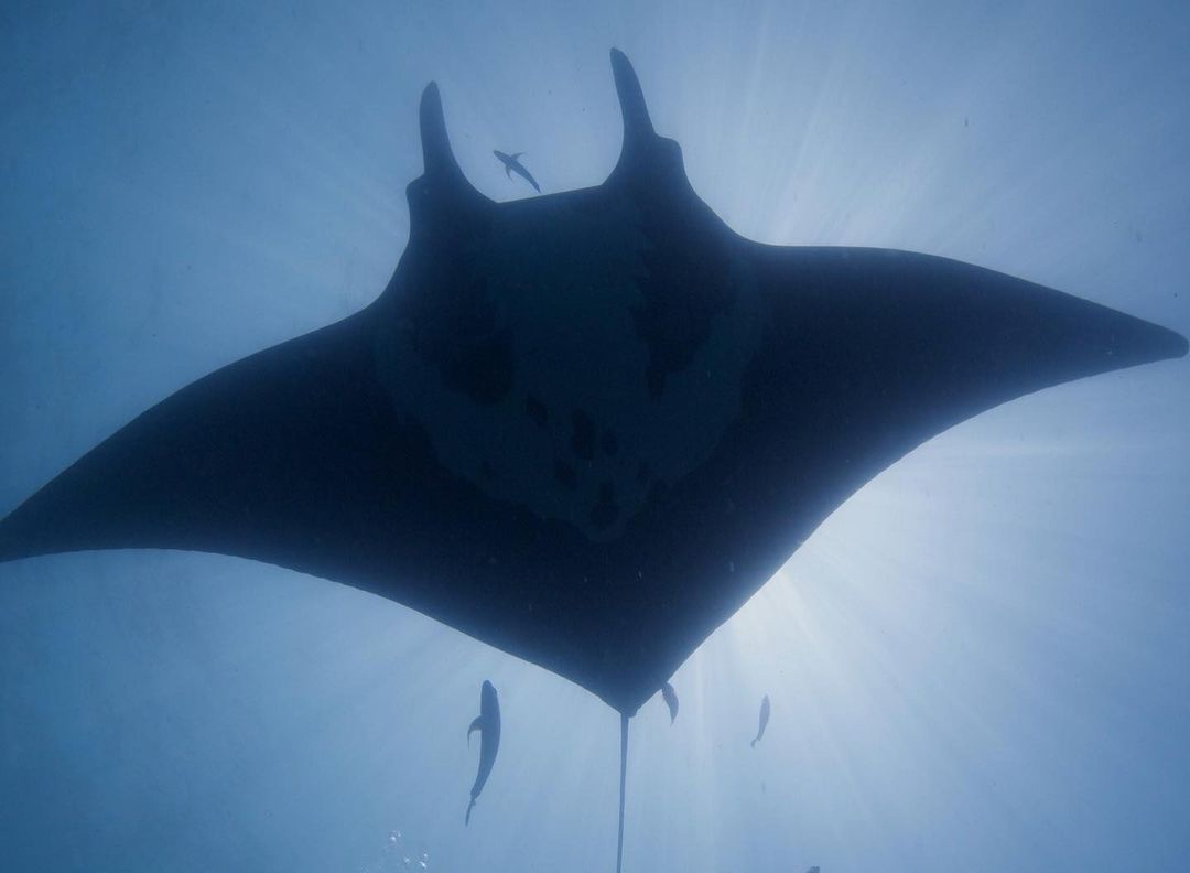 boy feeds giant manta ray boy feeds giant manta ray