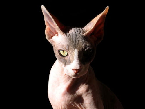 odditiesoflife:Bizarre Breeds of Hairless CatsSphynx Cat — Sphynx cats came about when a single hair