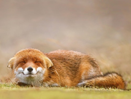 beautiful-wildlife: Photo Series | ~ Smiling Fox ~ Images by © • Roeselien Raimond