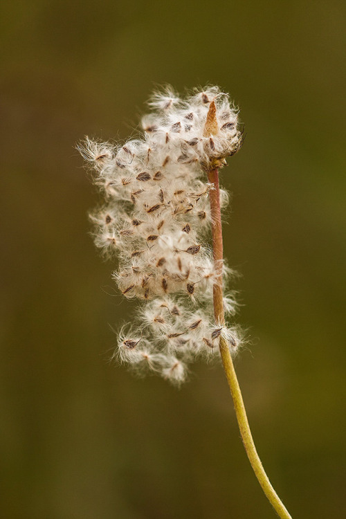 &hellip;When i saw these Dandelion seeds, the first thing that came to my mind was that they wer
