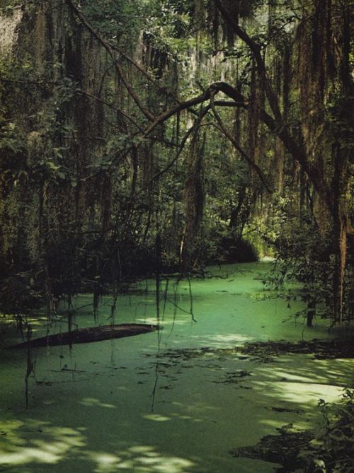 Okefenokee swamp, Georgia (Source)