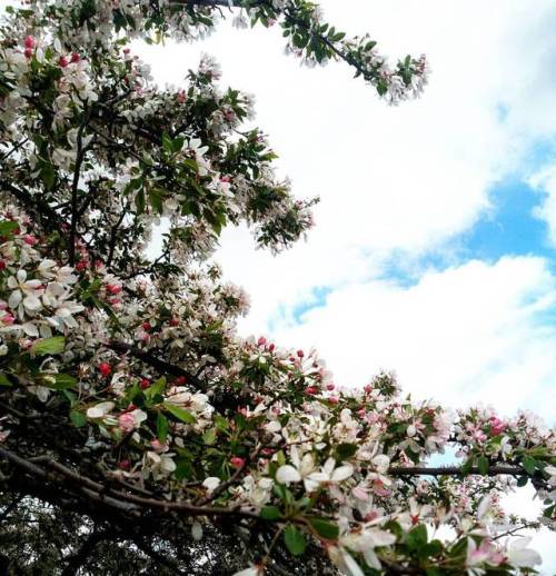 #sky #clouds #sping #spring2017 #floweringtree #flowers #nature