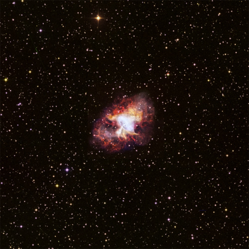 astronomyforamateurs:  The Crab Nebula is the result of a supernova that was witness on Earth nearly a thousand years ago. After the star exploded, it formed both the central pulsar, which is a rapidly spinning and very dense neutron star, and the cloud