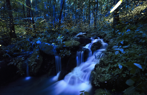 nubbsgalore:  the japanese word for firefly is hotaro, which is thought to derive from ho taru, which literally means ‘to drip fire’. there are about two thousand species of firefly, but japan is notable for its two aquatic species, the genji and