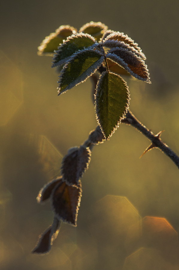 wowtastic-nature:  bitten by the frost by Andy 58 on 500px.com 