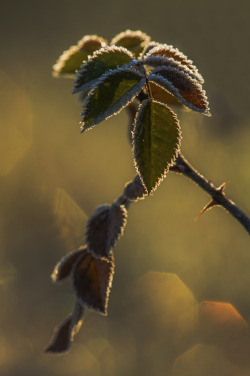 wowtastic-nature:  bitten by the frost by