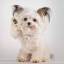 petsperfectastheyare