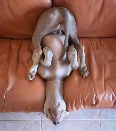 itsagifnotagif:Dogs really do sleep like adult photos