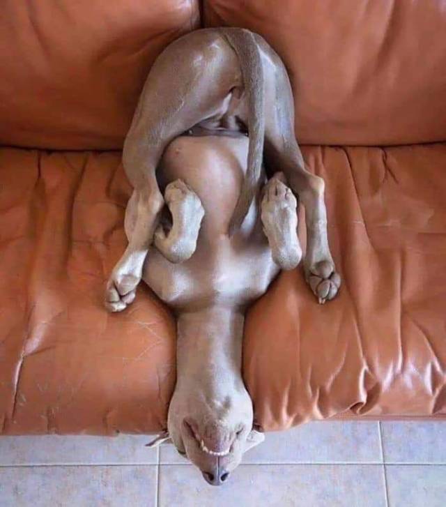 itsagifnotagif:Dogs really do sleep like porn pictures