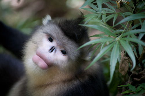 k1mkardashian:  fileformat:  marimopet:  nin808:  whereis this monkeys vogue cover  Go off !!!  me honestly  #TheFace
