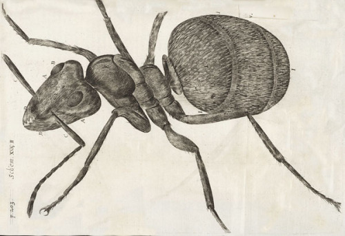 kebaboblog: from Robert Hooke’s Micrographia (1665)