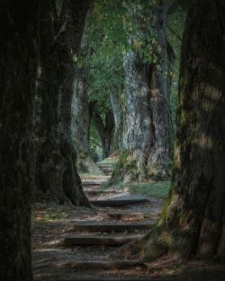 silvaris:  Beautiful path, photo by leventsahinpictures  