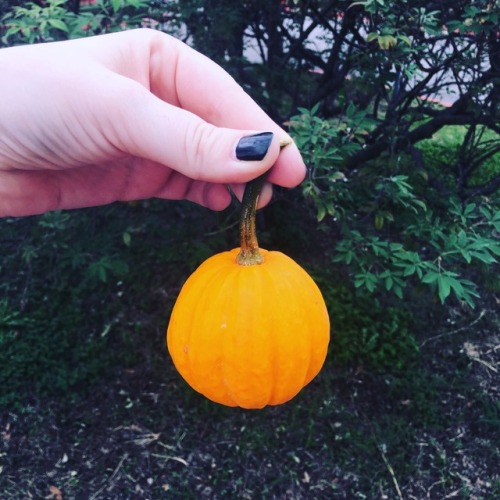 halloween-things: Pumpkin patch 10/7/17