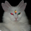 purrbeat