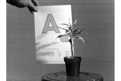 thinkingimages:   John Baldessari, ‘Teaching a Plant the Alphabet’, 1972.Film (Still), Courtesy Museo Nacional de Arte Reina Sofia. 
