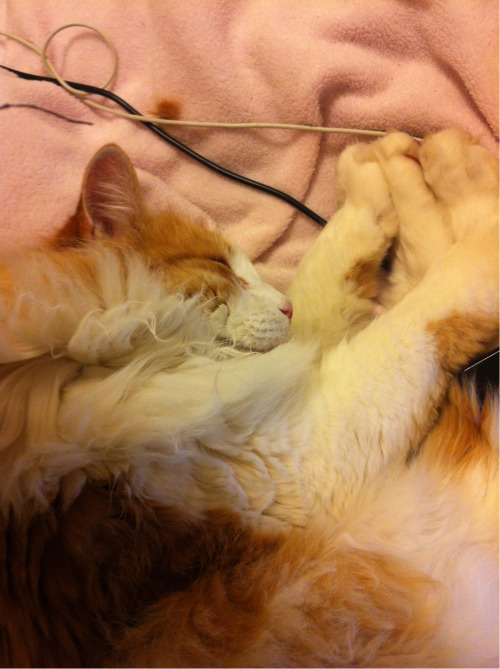 hausofcards: My cat Leif (“Peaches”) has been sleeping on my lap for hours.