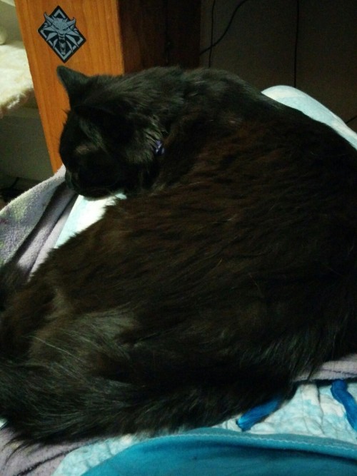 hideoutfromreality:  Knight decided to rest on my lap tonight