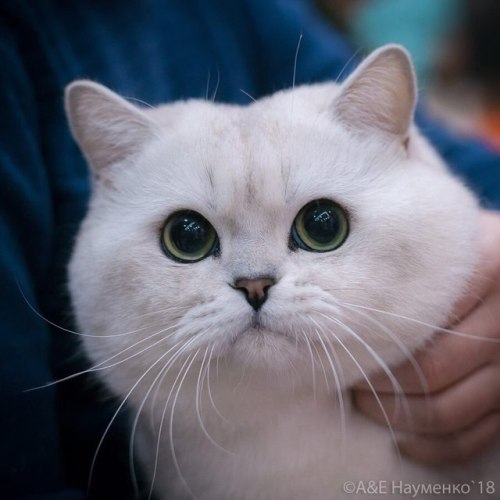 scottishstraight:@mostlycatsmostly, @coolcatgroup, I fell in love with this chubby boy! :3