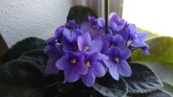 My African violet is doing very well. Its petals are glittery 💜🌸