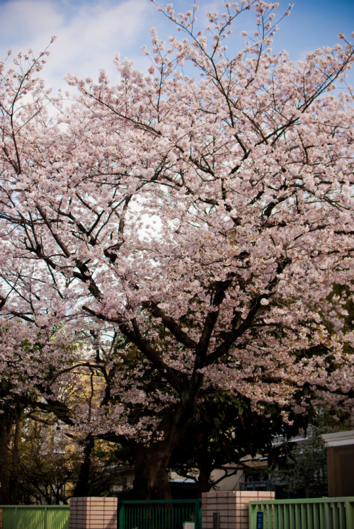 Cherry Blossom 都知事選のついでに撮った写真。By : amespiphoto