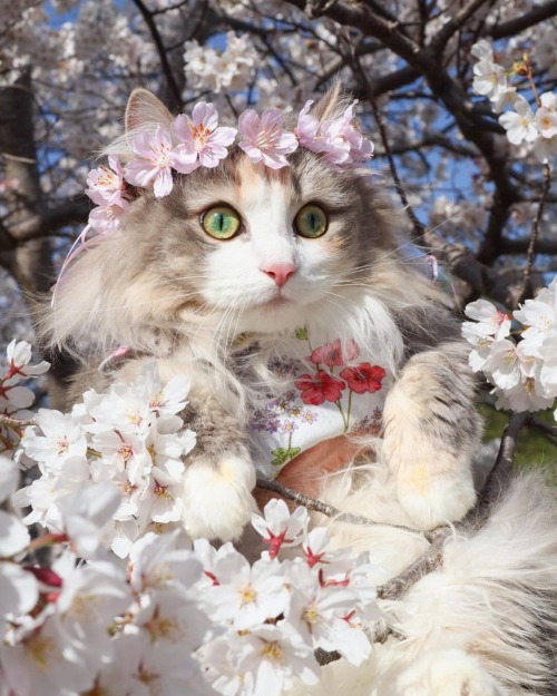 florealegiardini:Fluffy flower girl Luna ~ Runa05_20