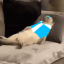 muzzy-cat