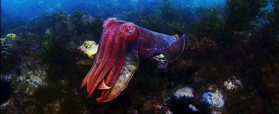 Cuttlefish