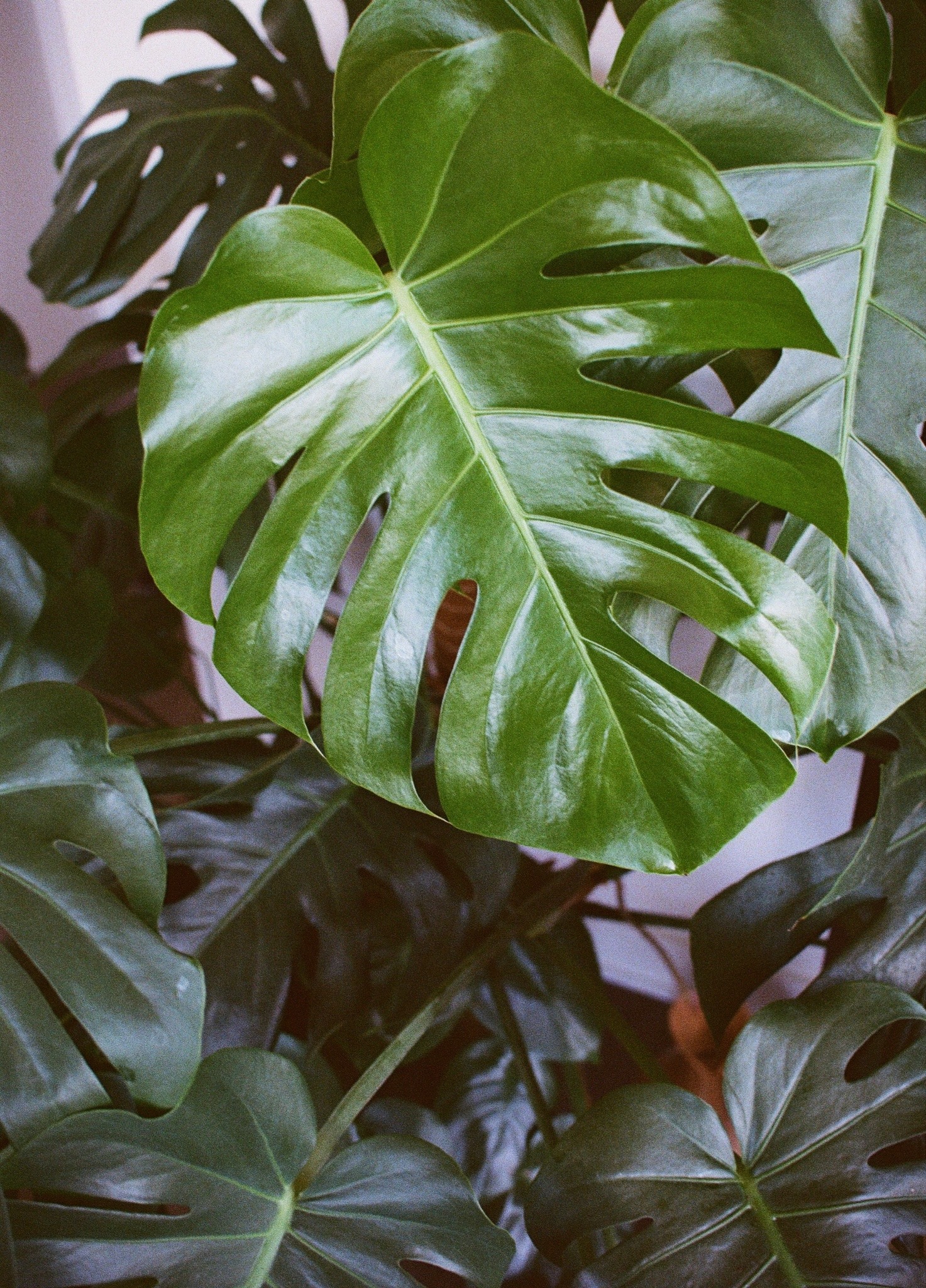 triflingthing:a new leaf on 35mm