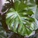 triflingthing:a new leaf on 35mm