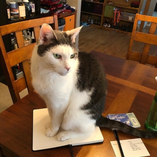 goodcatbadcat:Setting up my new bullet journal for this year… I don’t think this layout is going to 
