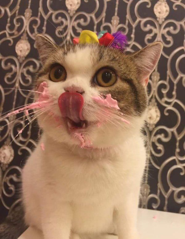 babyanimalgifs:  Best thing i’ve seen today