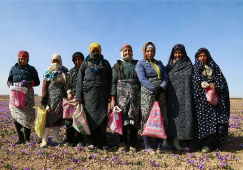 shakhabata:Harvesting red gold (Saffron )Photos: Fatemeh Abedi / Mehr News Agency               Moha