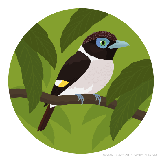 May 8, 2018 - Mindanao Wattled Broadbill, Mindanao Broadbill, or Wattled Broadbill (Sarcophanops steerii)
These broadbills are found only in the Philippines on the islands of Mindanao, Dinagat, Siargao, and Basilan and the islets of Poneas and...