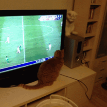 crisssy101:  That cat REALLY loves soccer